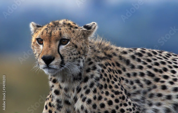 Fototapeta Cheetah (Acinonyx jubatus)