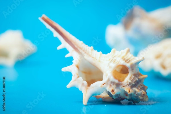 Obraz Marine still Life with shells on the sand (sugar crystals) with azure-blue sky. shot in the Studio.