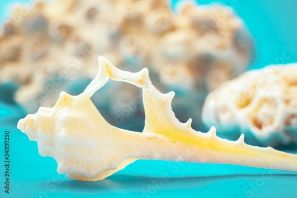Obraz Marine still Life with shells on the sand (sugar crystals) with azure-blue sky. shot in the Studio.