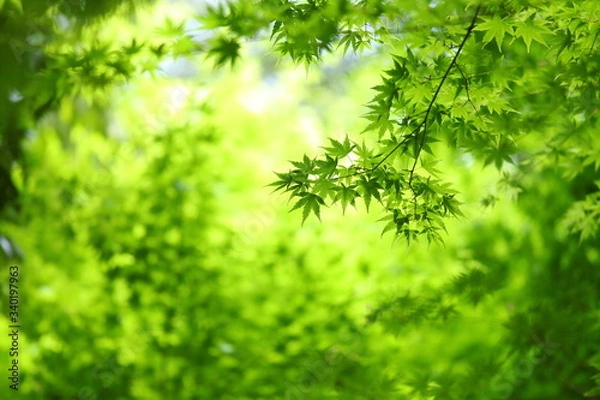 Fototapeta 美しいカエデ