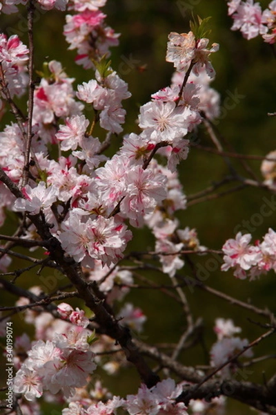 Fototapeta 桃の花17