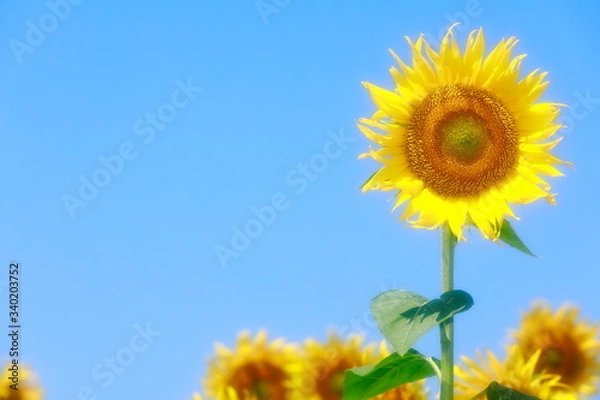 Obraz きれいなヒマワリ