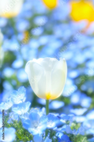 Fototapeta かわいいチューリップ