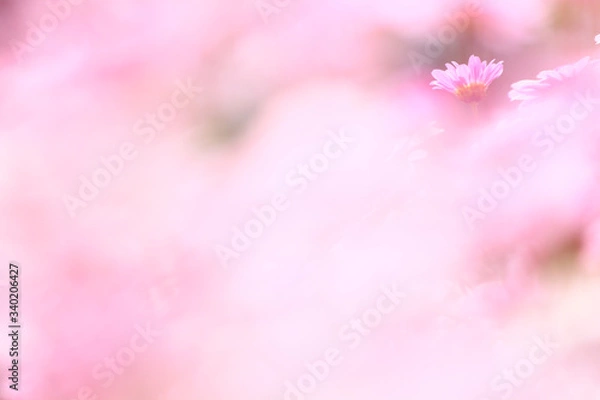 Obraz ソフトイメージのマーガレット