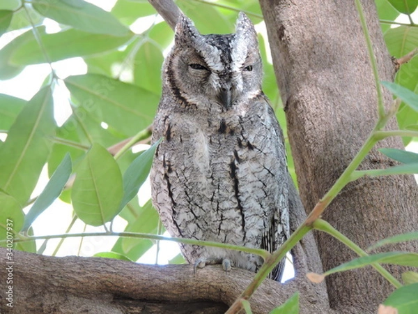 Fototapeta African Scops Owl