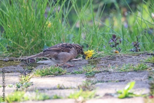 Obraz Vogelwelt im Garten