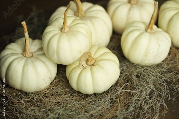 Obraz 白いカボチャ