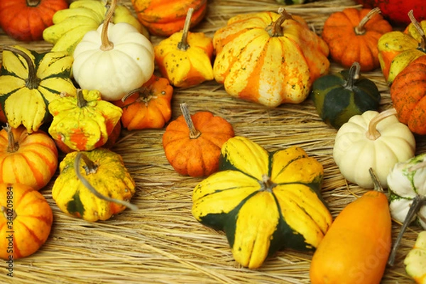 Fototapeta カボチャ