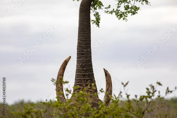 Obraz Elephant reaching high