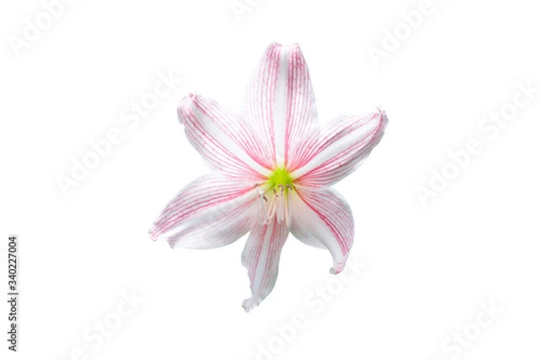 Obraz Pink hippeastrum or amaryllis flower bloom isolated on white background included clipping path. 