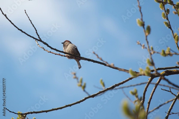 Fototapeta The bird on the tree in spring