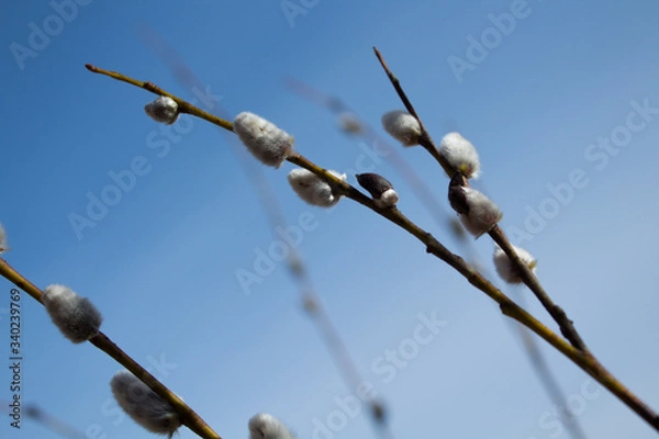 Fototapeta willow (Salix), sky, spring, easter 