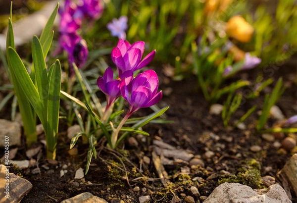 Obraz Bright pink spring crocus flowers in the garden
