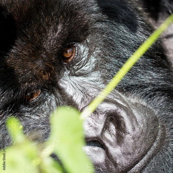 Obraz Orangutan y cria de orangutan en la selva