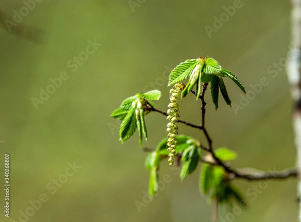 Obraz Hornbeam in spring