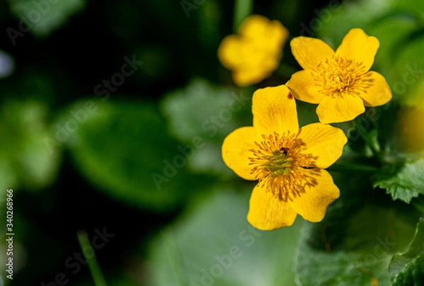 Obraz Sumpfdotterblume