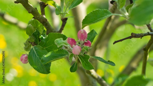 Fototapeta Apfelblüte (3)
