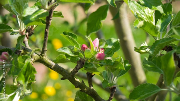Fototapeta Apfelblüte (2)