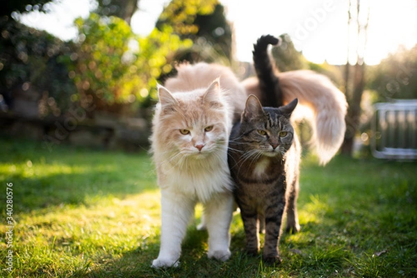 Fototapeta two different cats standing side by side outdoors in the garden