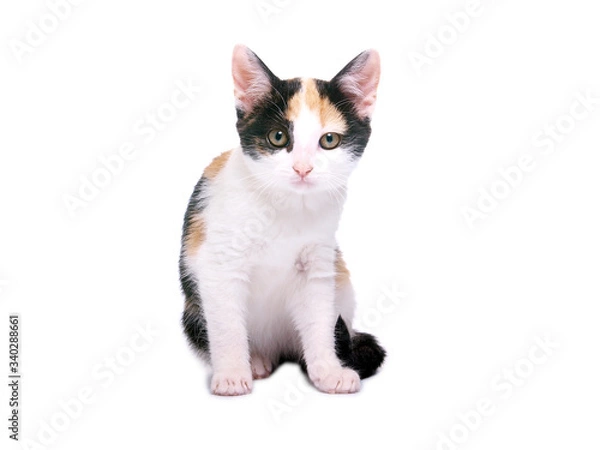 Fototapeta cat on white background