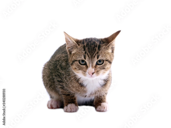 Fototapeta cat on white background