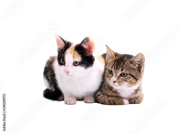 Fototapeta kittens on white background