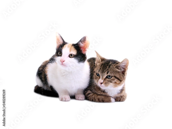 Fototapeta kittens on white background