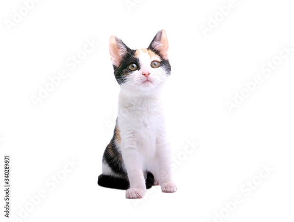 Fototapeta cat on white background