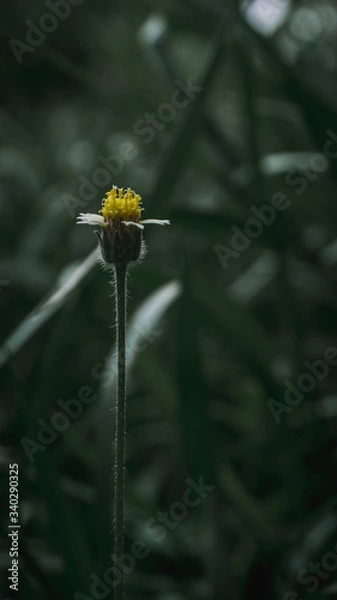 Obraz dandelion in the garden