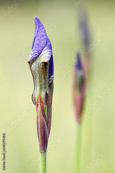 Fototapeta Young iris flower on the meadow