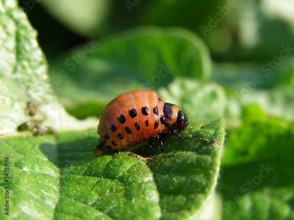 Obraz Насекомое