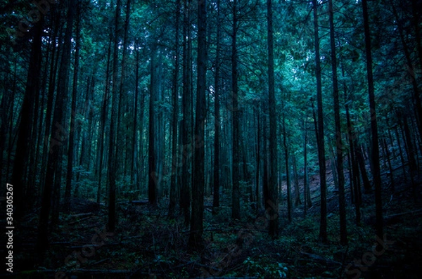 Fototapeta 深い森