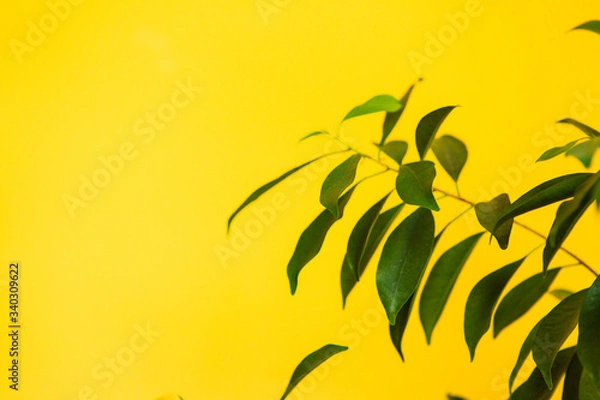 Obraz Green leaves of plants in the room on a bright yellow background