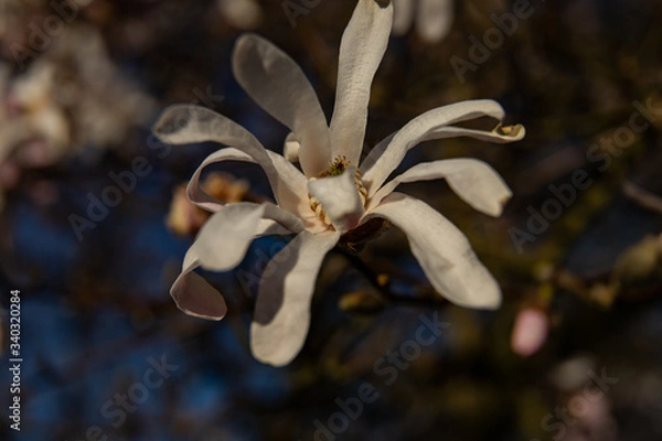 Obraz white magnoila close up in spring