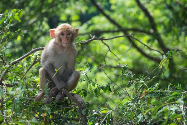 Obraz Macacos en las ramas de los arboles en la selva