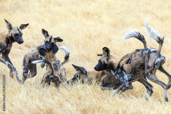 Obraz Manada de hienas salvajes