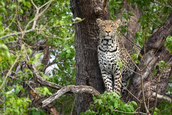 Obraz Guepardo salvaje en la selva