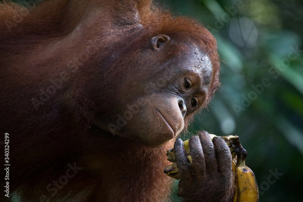Obraz Orangután con pelaje anaranjado en la selva
