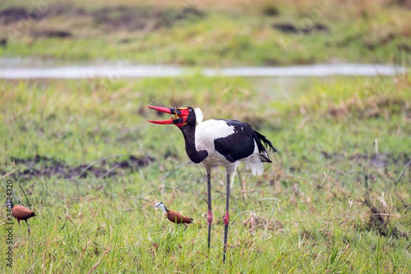 Obraz Ave exotica en la selva