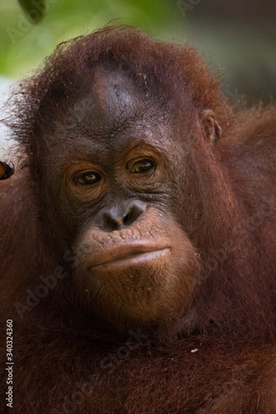 Obraz Orangután con pelaje anaranjado en la selva