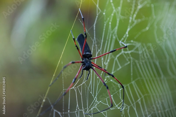 Obraz Arañas venenosas en sus redes en la selva