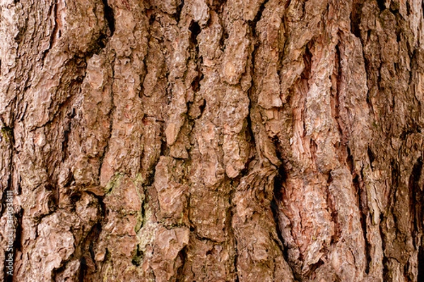 Fototapeta Rough tree bark texture.