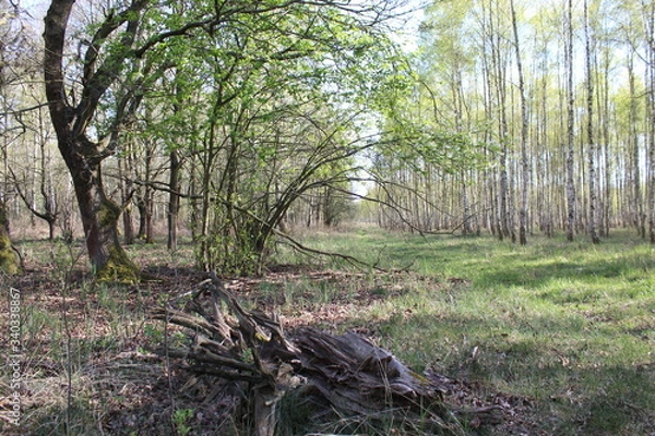 Fototapeta Droga w lesie