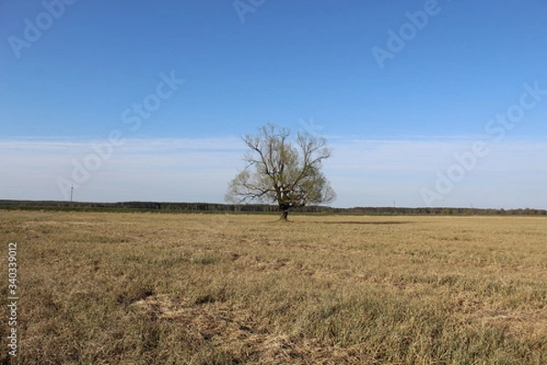 Fototapeta Samotne drzewo