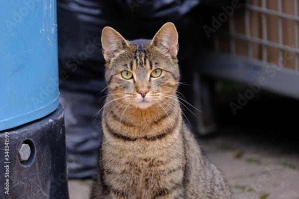 Fototapeta Streunende Katze