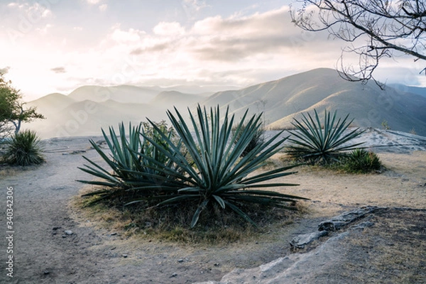Obraz Maguey - agave 