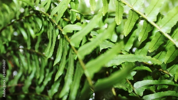 Fototapeta Paproć