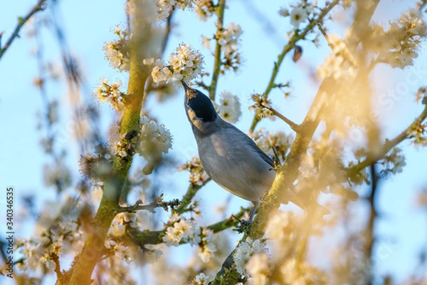 Fototapeta Blackcap (Sylvia atricapilla) feeding off blossom nectar, taken in England