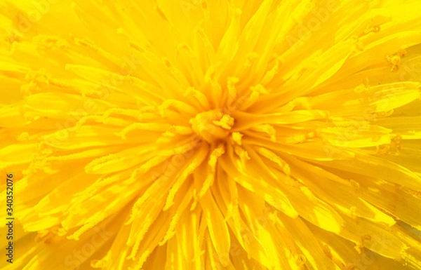 Fototapeta Yellow dandelion flower background texture. Macro photography.