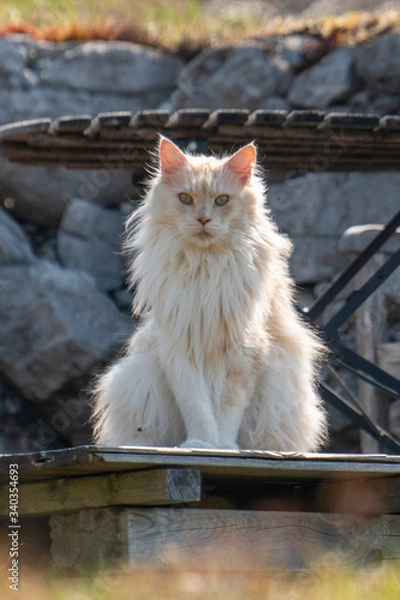Obraz Maine Coon Kater